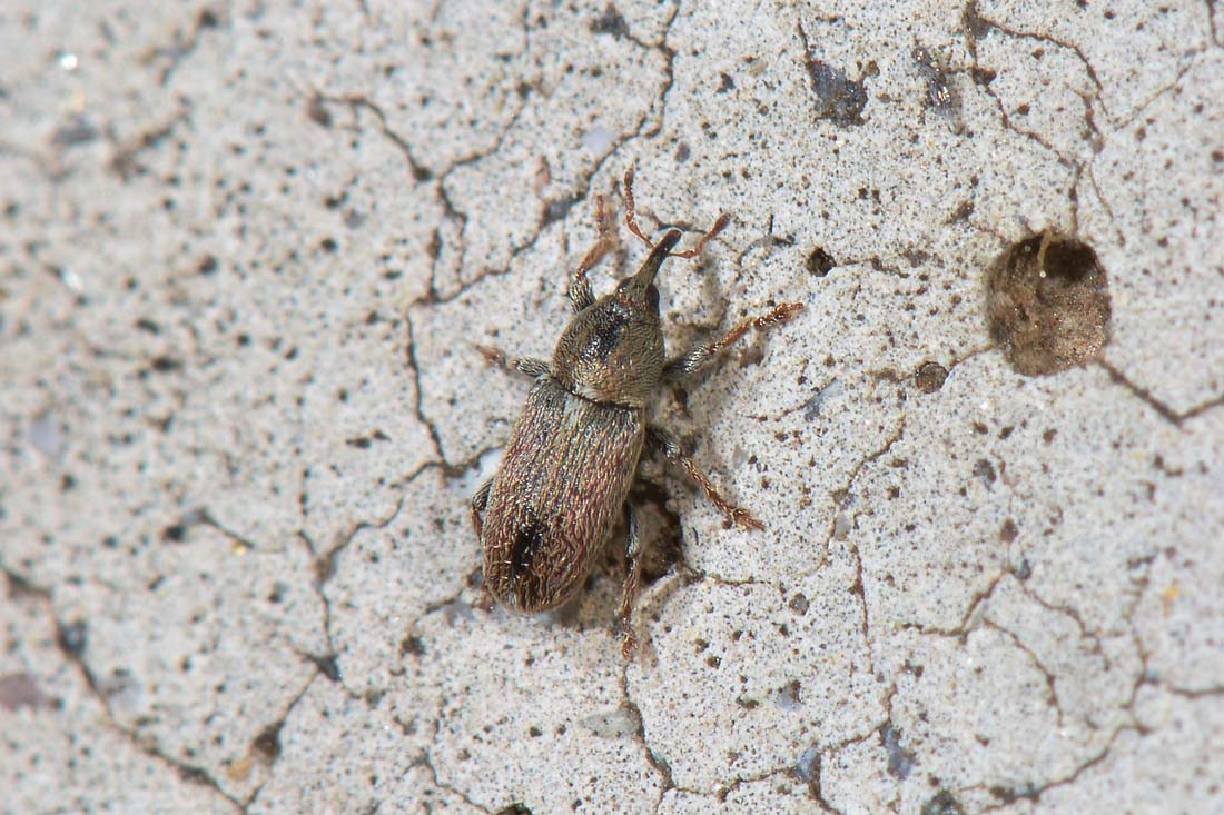 Curculionidae: Tychius cuprifer?   S !